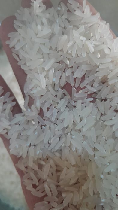 Рис Лазер Жетисай