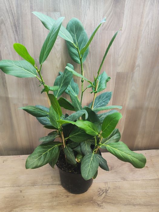 Фикус Андре , 60 см , цветы оптом