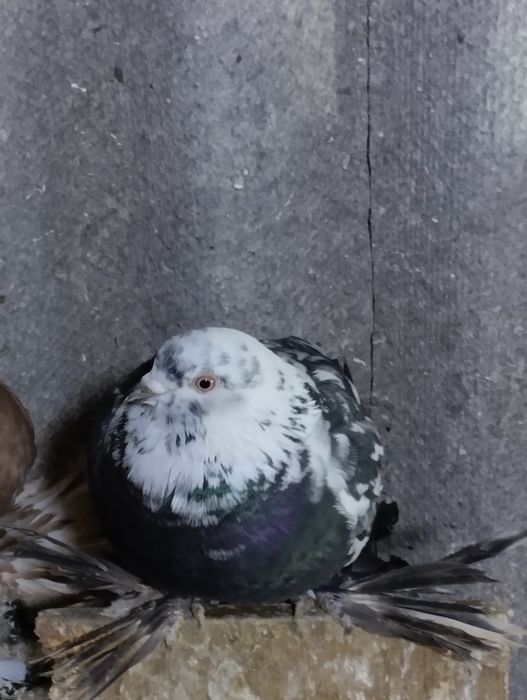 Голуби домашние.