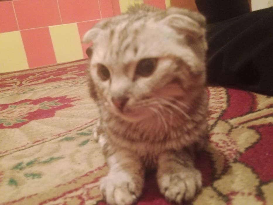 Шотландская вислоухая кошка