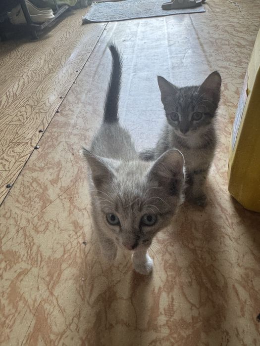 Отдам кошечек, приучены к лотку