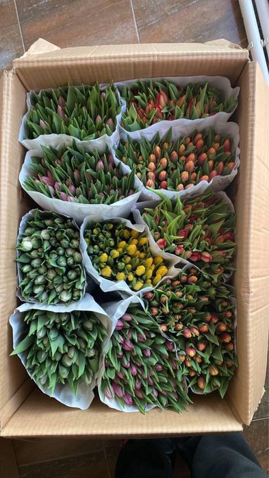 Тюльпаны по оптовой цене