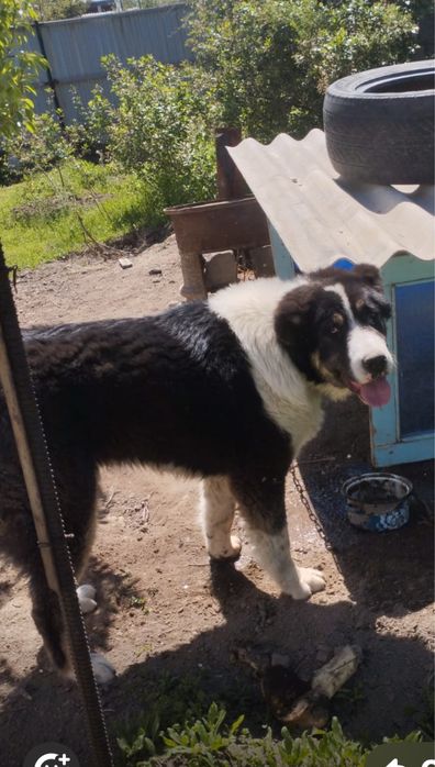 Продается Алабай