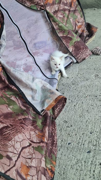 Отдам в хорошие руки