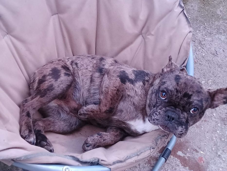 Френски булдог - мерле