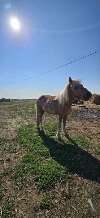 Продам молодого  пони , ,мини лошадь