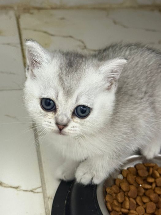 Продам котят породистые