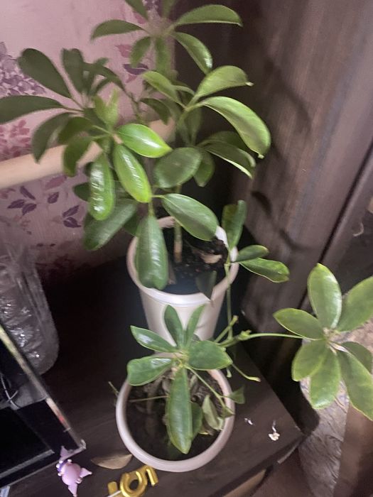 Дом и сад продам цветы разные недорого