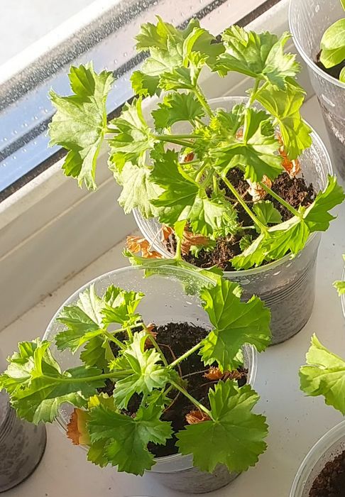 Продам комнатные цветы