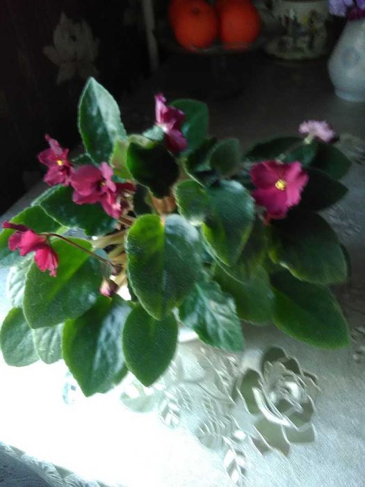 Продается фиалка и гинура