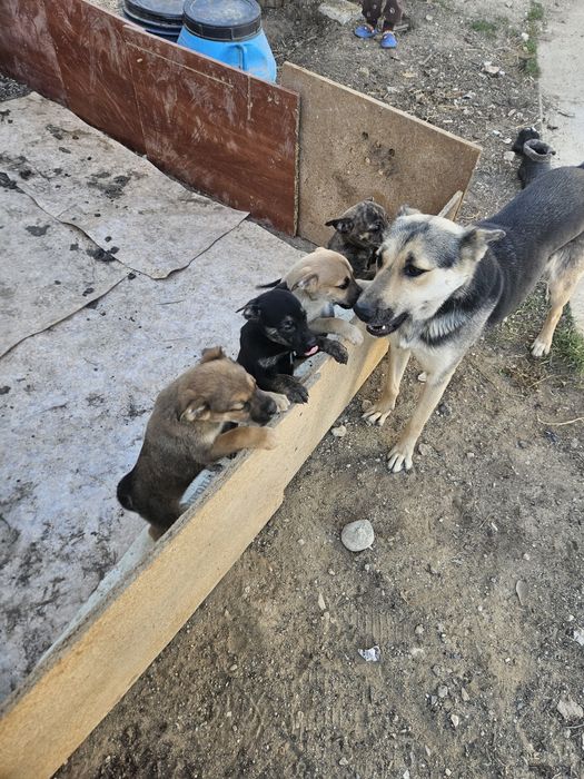 Күшіктер бар тегін. Шенки бесплатно