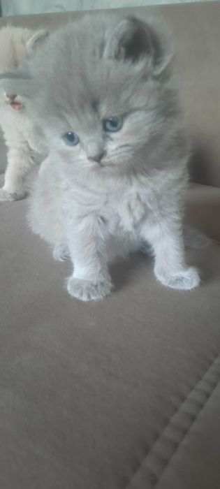 Британские котята 35000