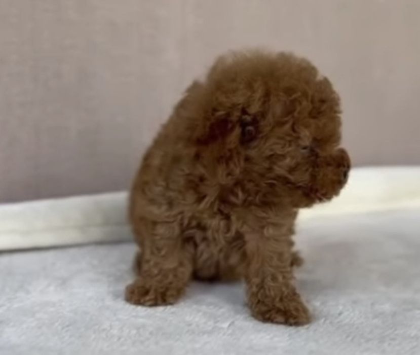 Пудел той пудел той