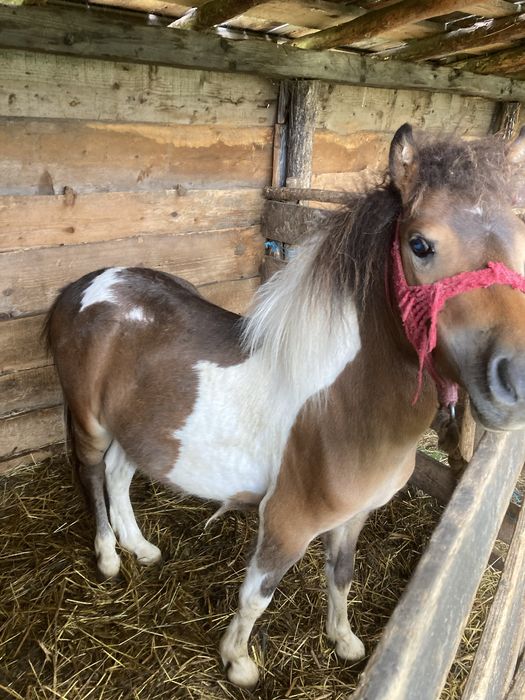 Pony mascul de 1an jumate