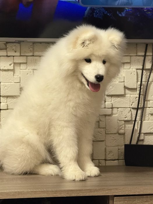 Момиче самоед с FCI родословие