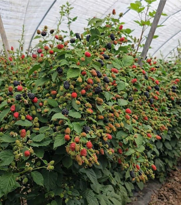 Целогодишен разсад малини И ягоди