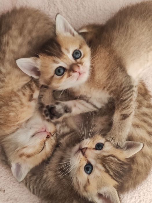 Золотая шиншилла