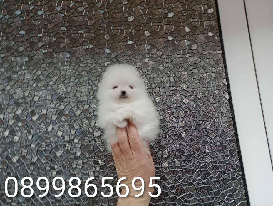 Прекрасни мини Померани !