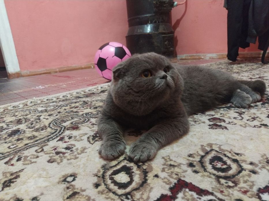 Scottish Fold uy mushugi