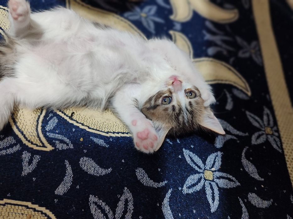 Домашний Котят, раздаю бесплатно