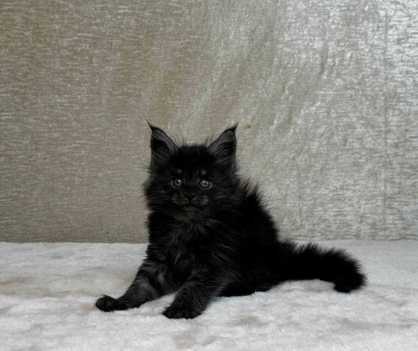 Продаются котята породы мейнкун