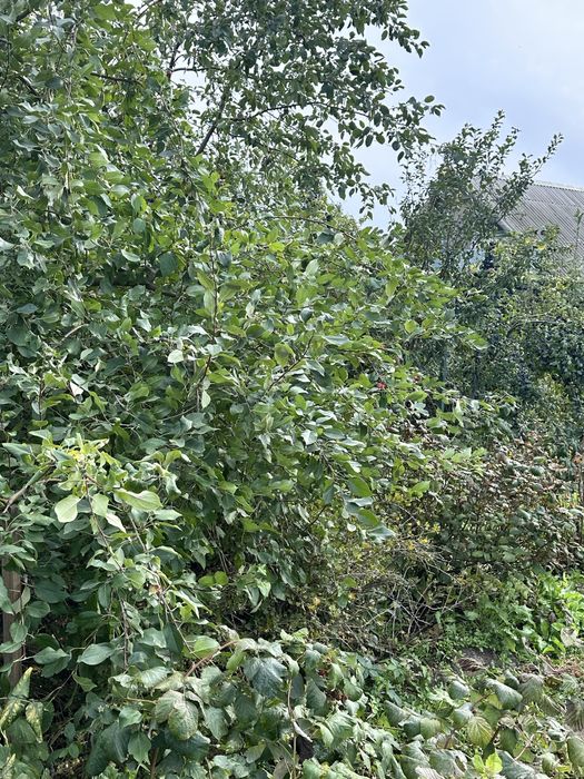 Продам дачу ск автомобилист