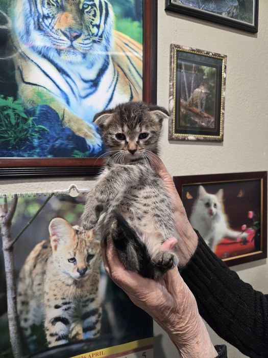 Продам не дорого