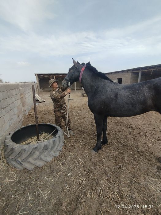 Айғырлыққа, көкпарға