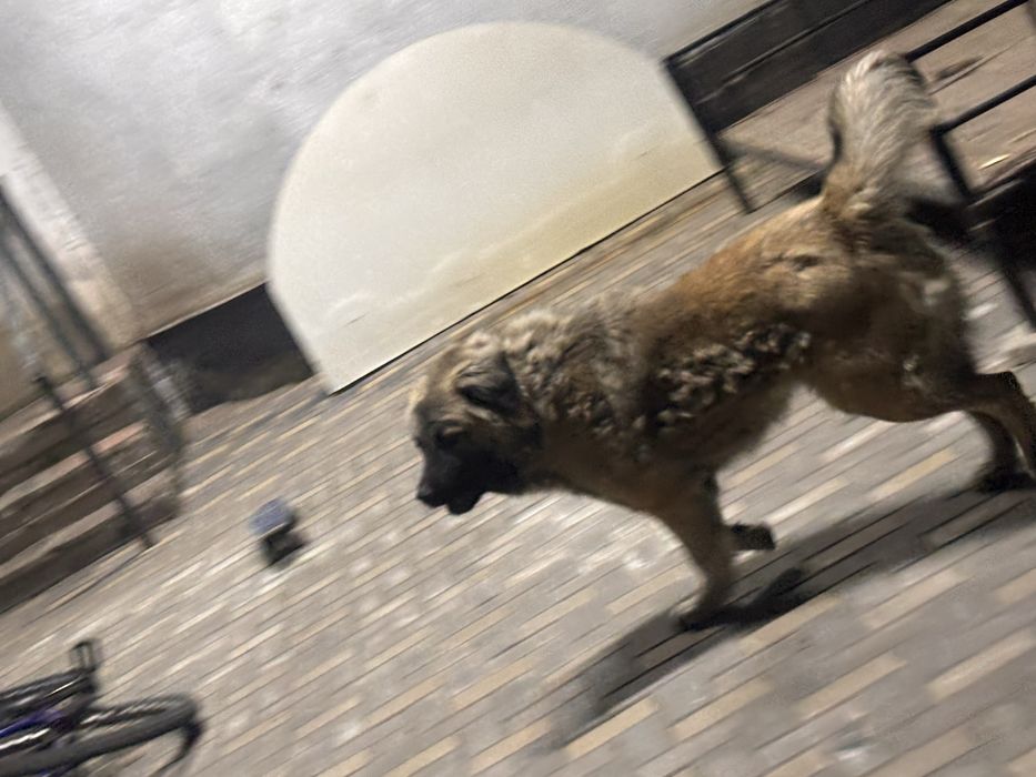 Продам Алабая.