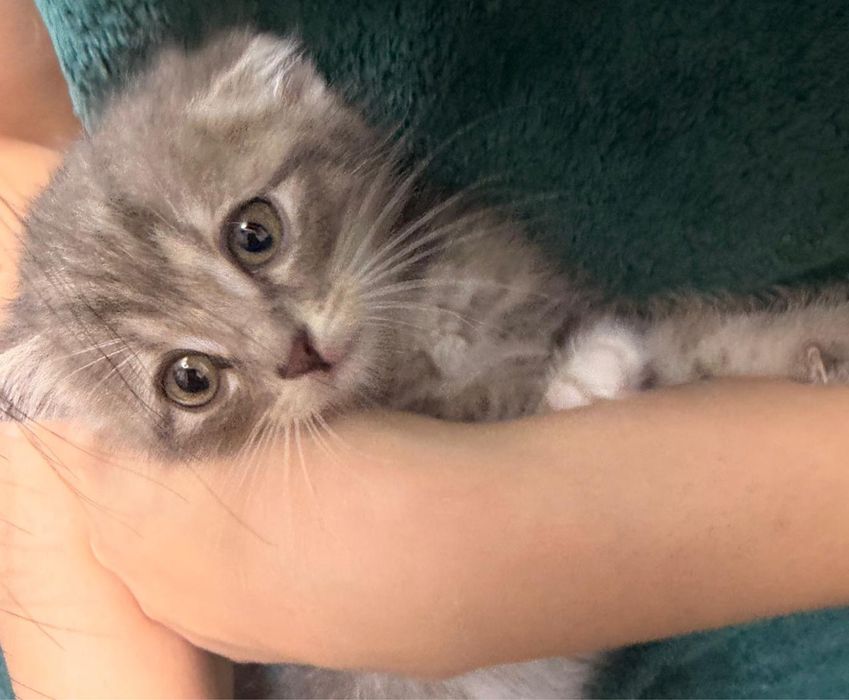 Котенок мальчик в добрые руки