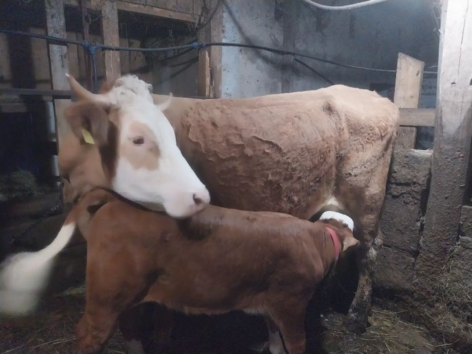 Vând vacă Balțata Românească cu vitea
