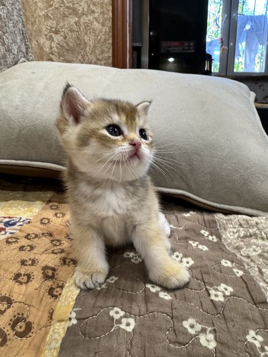 Продаются пухлые котятки, шиншилла