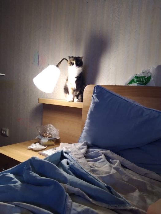 Отдаём кошку в добрые руки