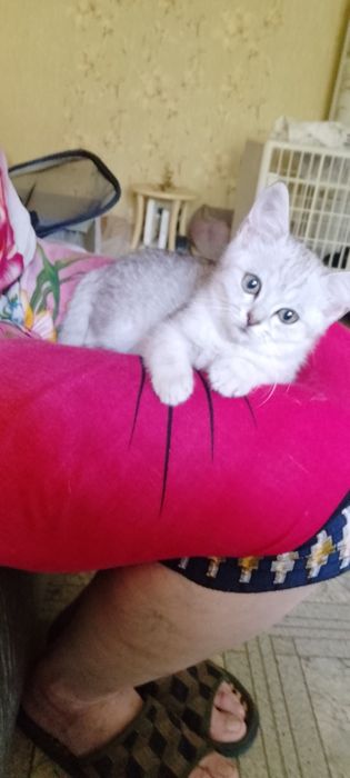 Девочка ищет доброго человека!