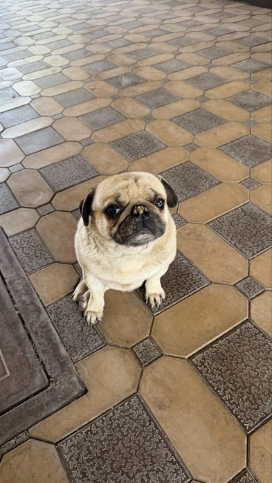 Продается собака Мопс