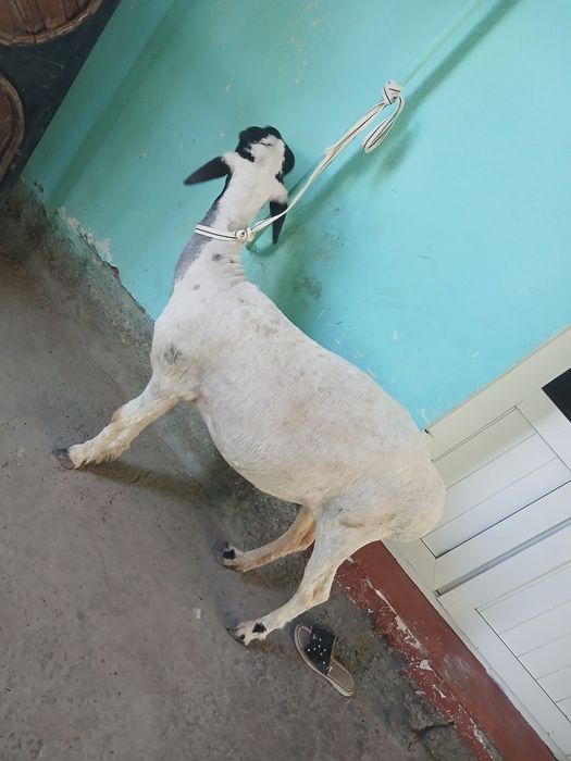 Modda qo'y sotiladi