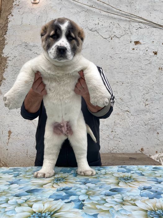 Щенок алабая ( Супер гигант ) девочка