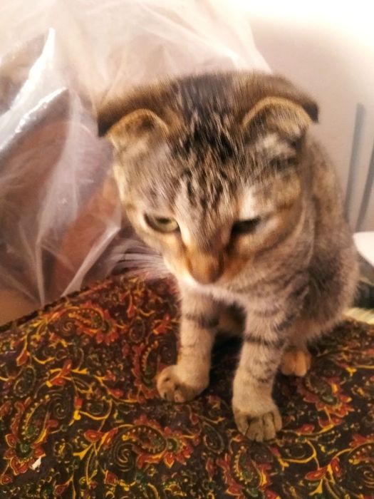 Котята даром, отдам котят даром