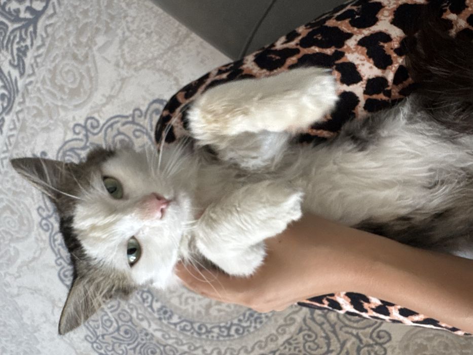 Котенок в добрые руки