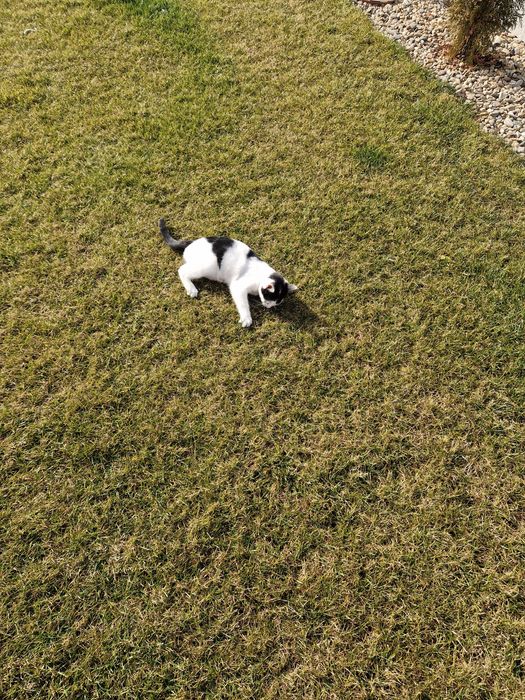 Donez 2 pisicute 6 luni