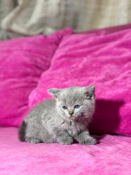 Продам котят британцев