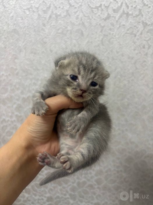 скотиш фолд 100$