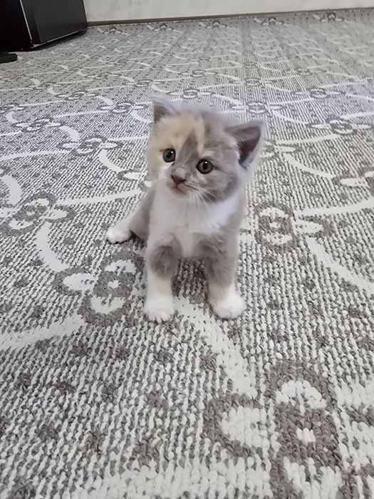 Срочно продаются котята