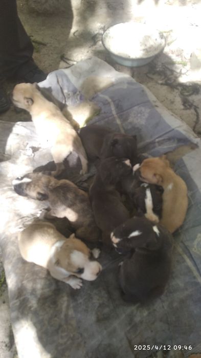 Продаются щенки породы питстафф