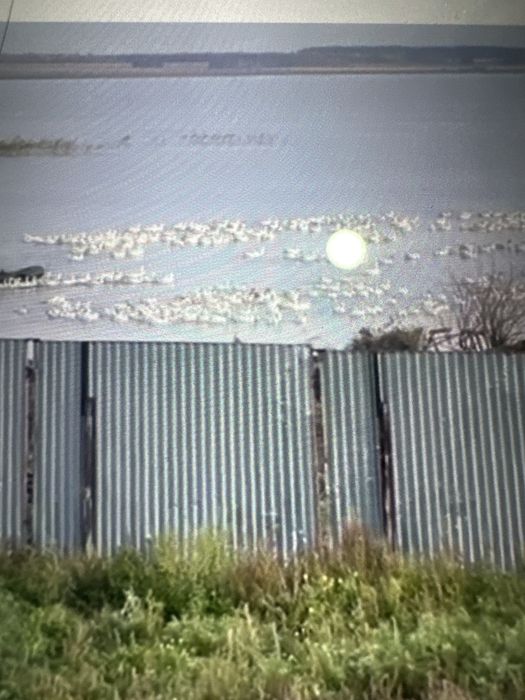 продам домашних гусей