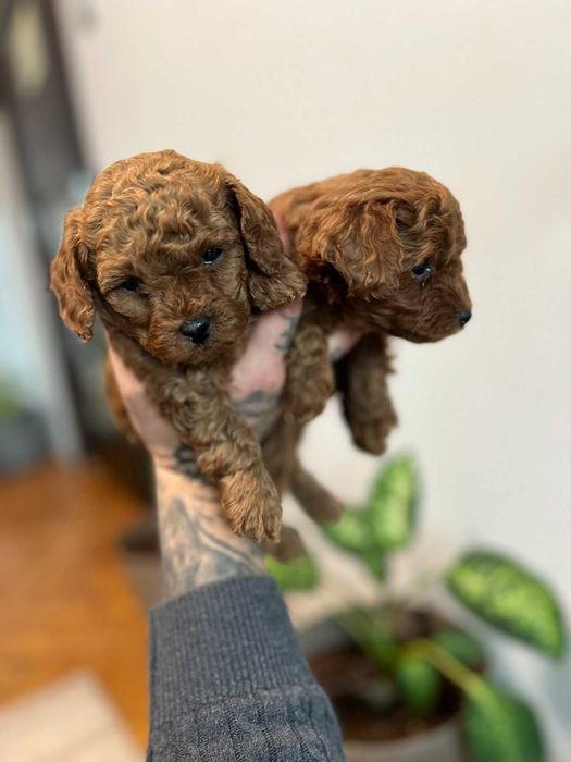 Пудел той Pudlle toy