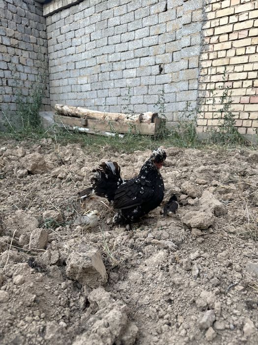 yapon tovuq jojalari bilan