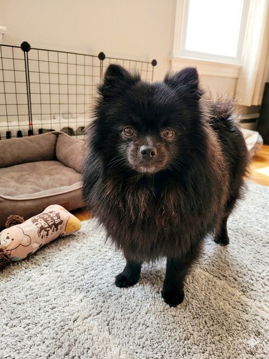 Шпицы 1,5 годика умные