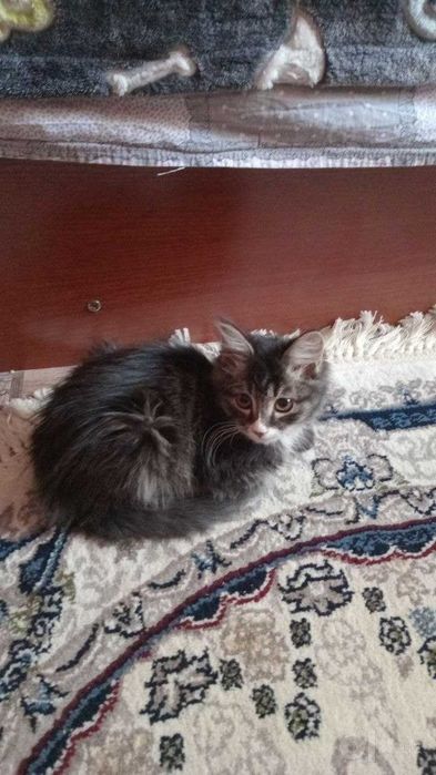Лилия, отдам в хорошие руки котёнка