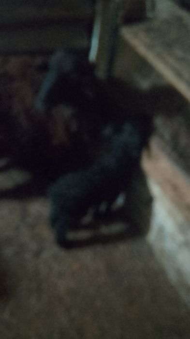 Продаётся баранухи с ягнятами .